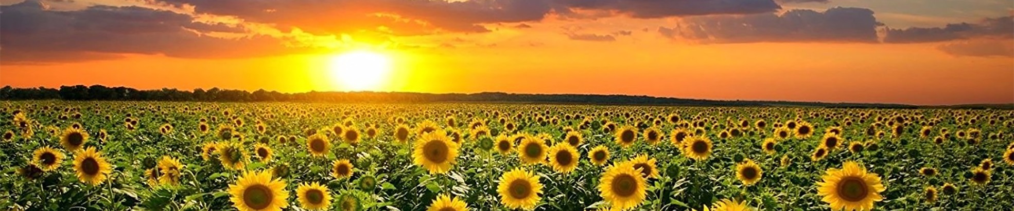 banner-image